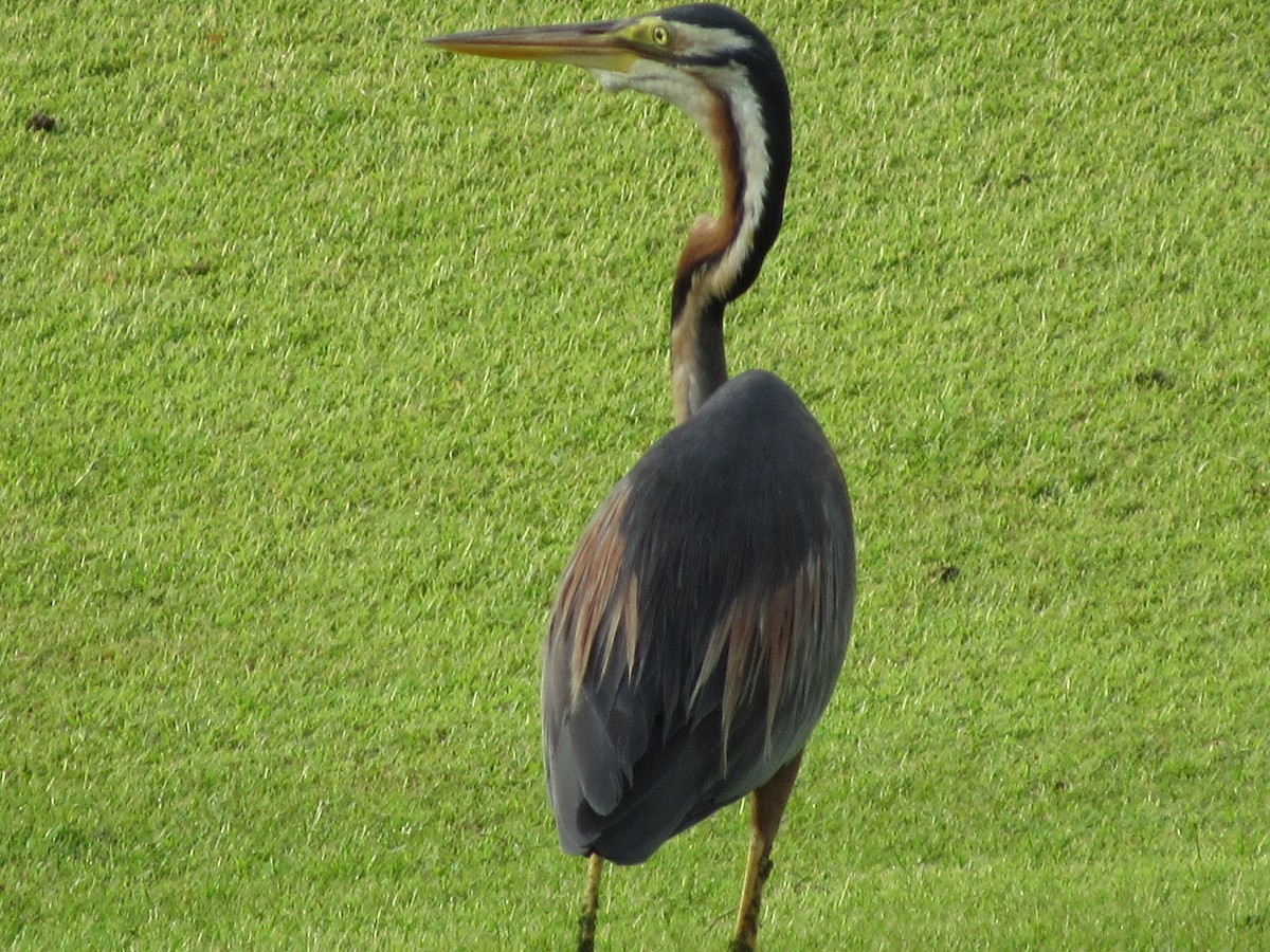 volavka červená - ML644482279