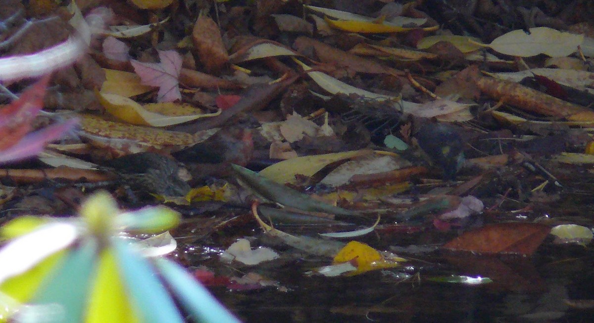 צלוב-מקור אדום - ML644482299