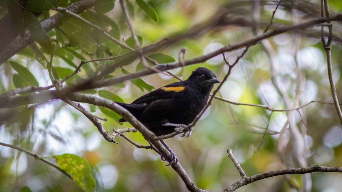 Variable Oriole - ML644482300