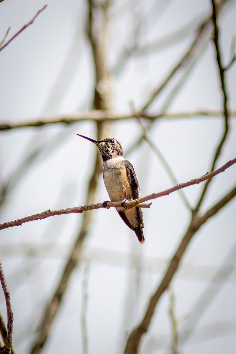 Колібрі-аметист білочеревий - ML644482306