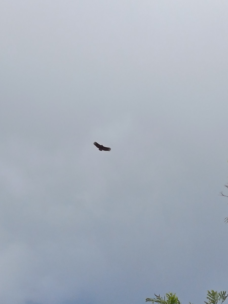 Zopilote beltza - ML644482311