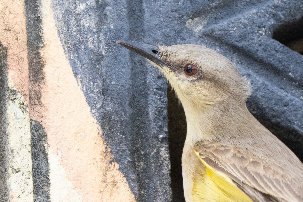 Cattle Tyrant - ML644482316