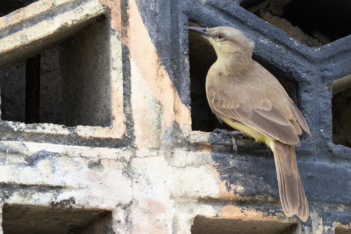 Cattle Tyrant - ML644482317