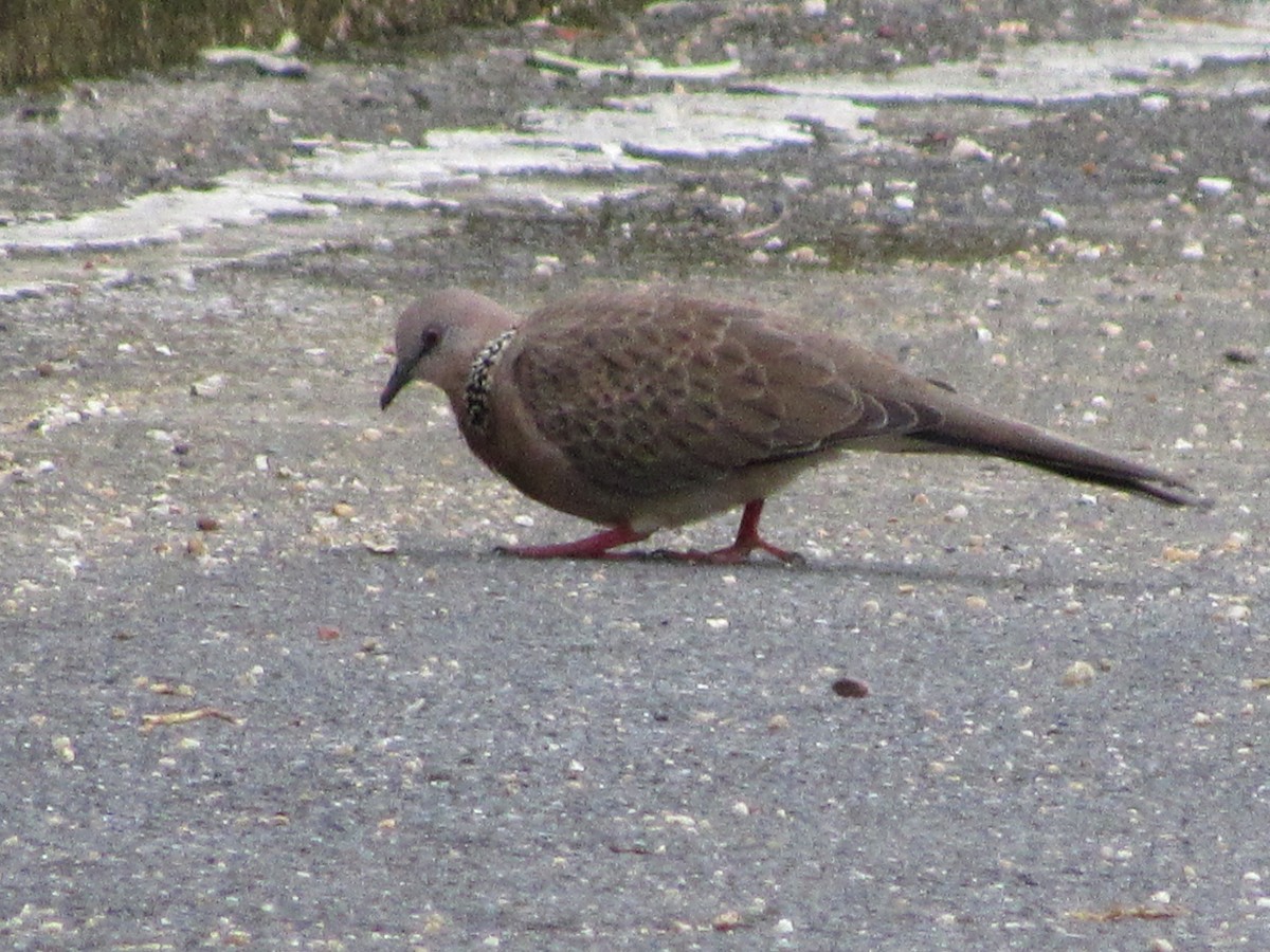 hrdlička kropenatá - ML644482318