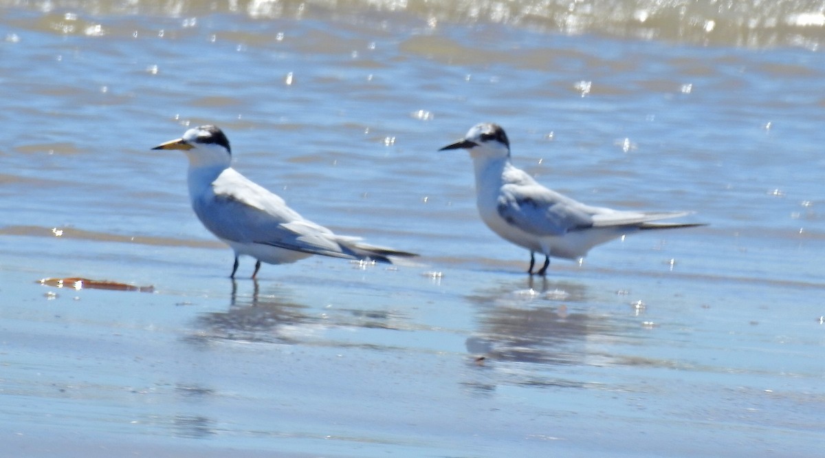Little Tern - ML644482320