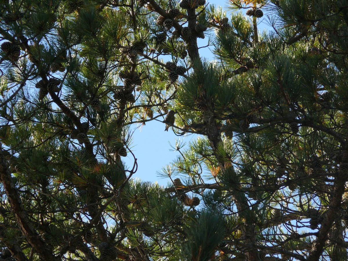 צלוב-מקור אדום - ML644482328
