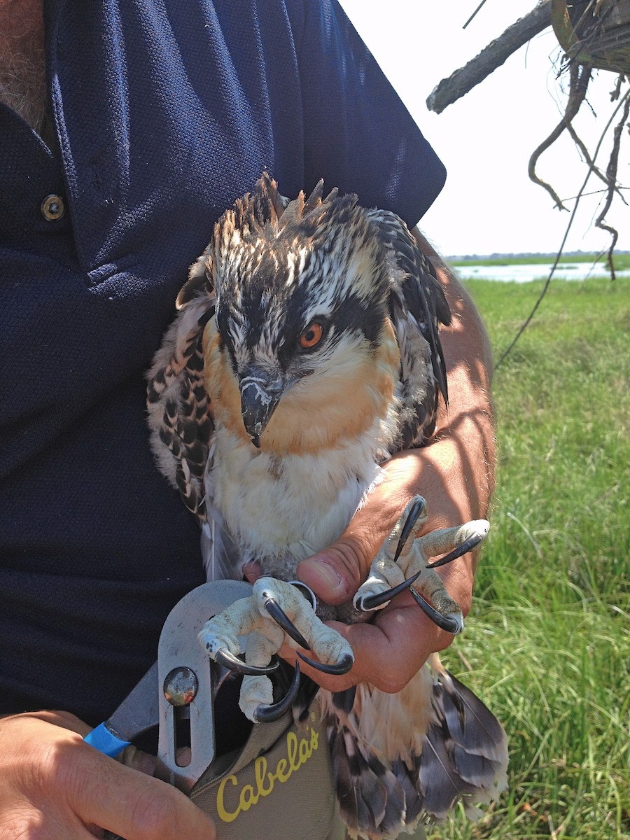 orlovec říční - ML644482329