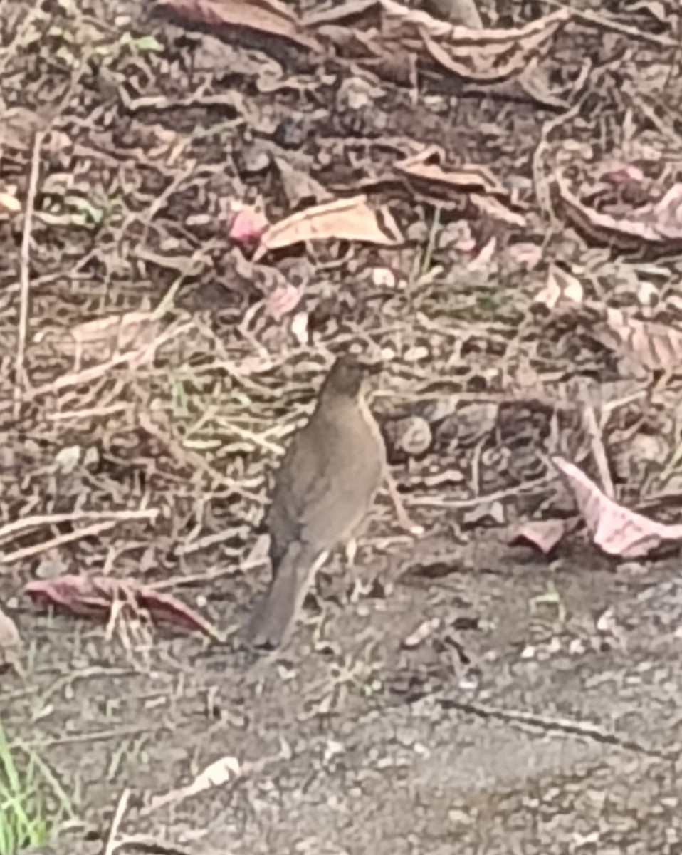 Clay-colored Thrush - ML644482343