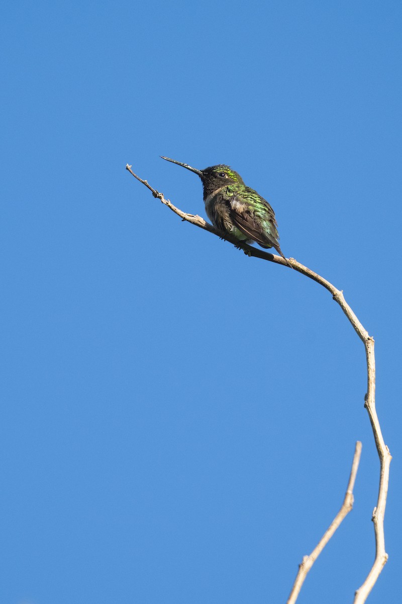 Colibrí Gorjirrubí - ML644482361