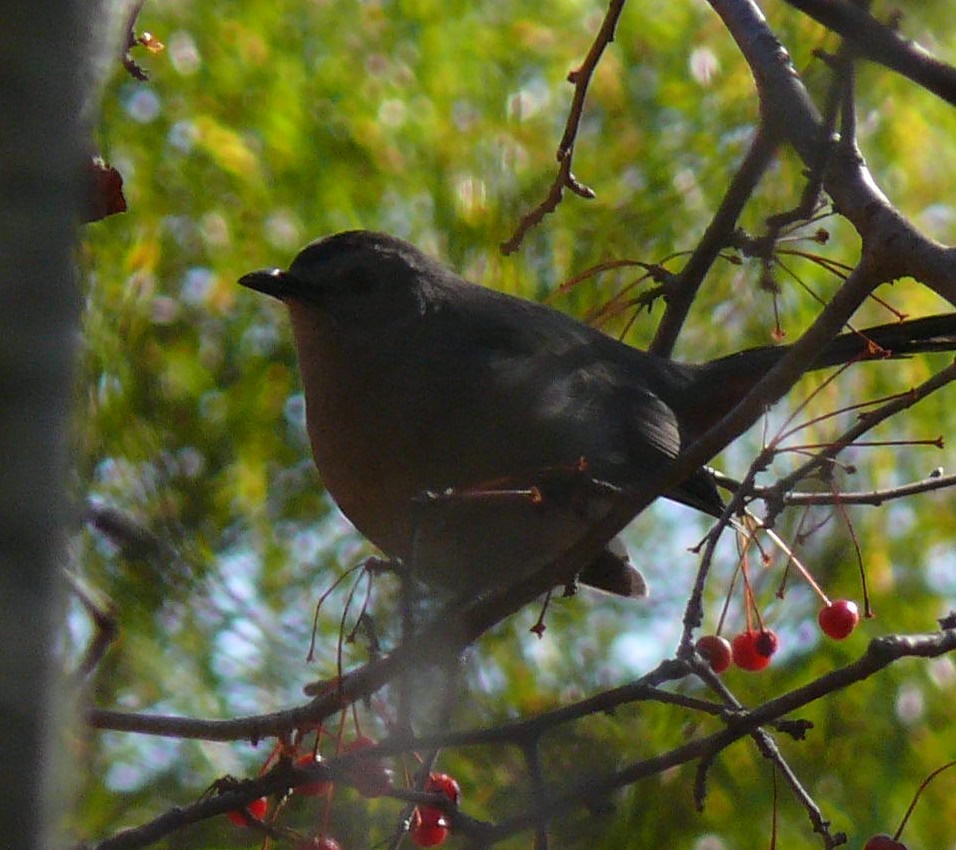 Gray Catbird - ML644482362