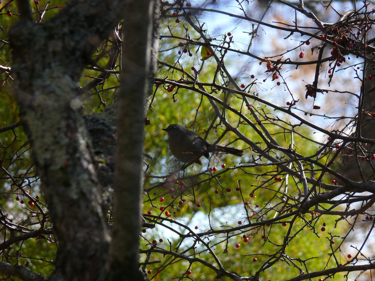 Gray Catbird - ML644482363