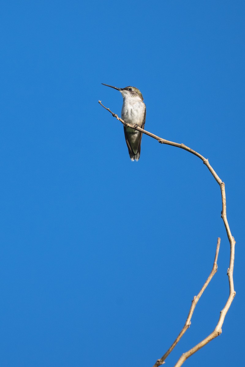 Colibrí Gorjirrubí - ML644482364