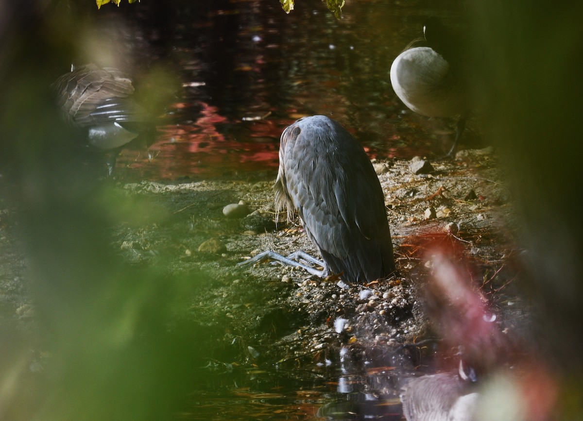 Great Blue Heron - ML644482376
