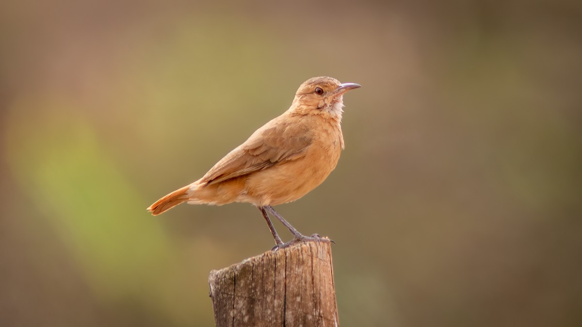 Pas Rengi Çömlekçikuşu - ML644482377