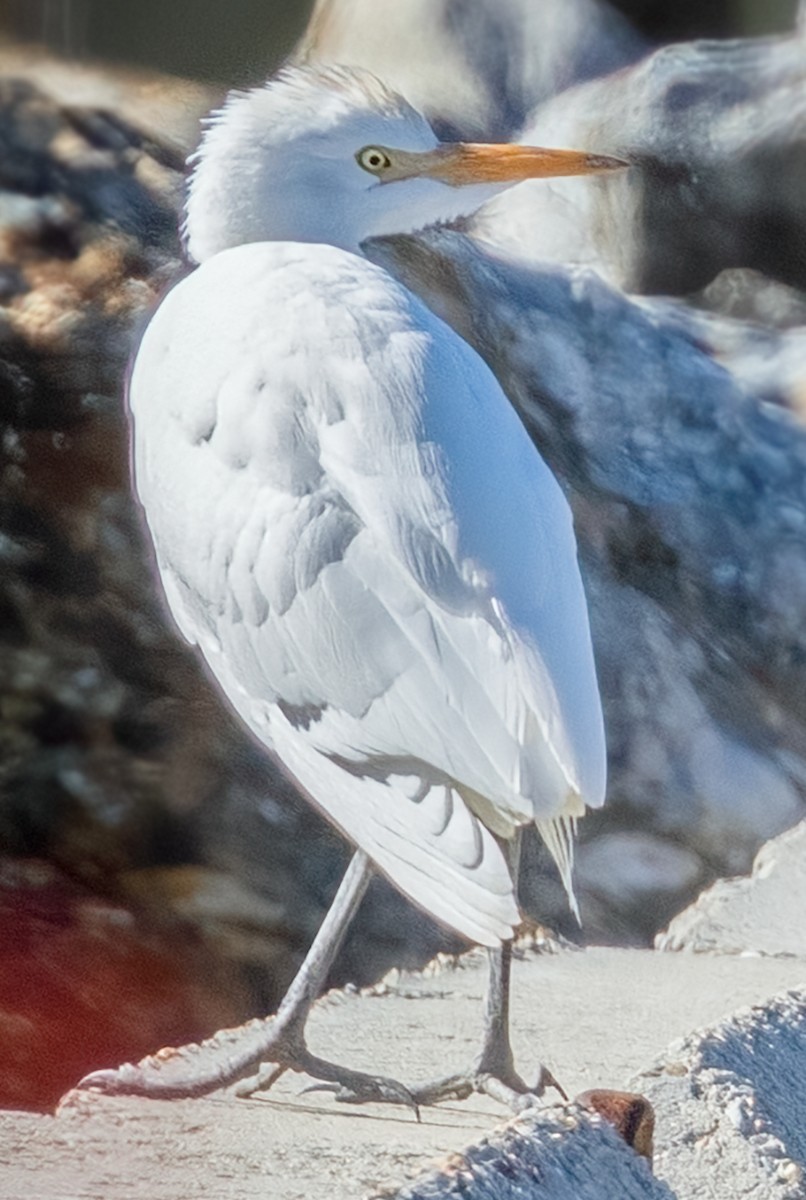 Western Cattle-Egret - ML644482379