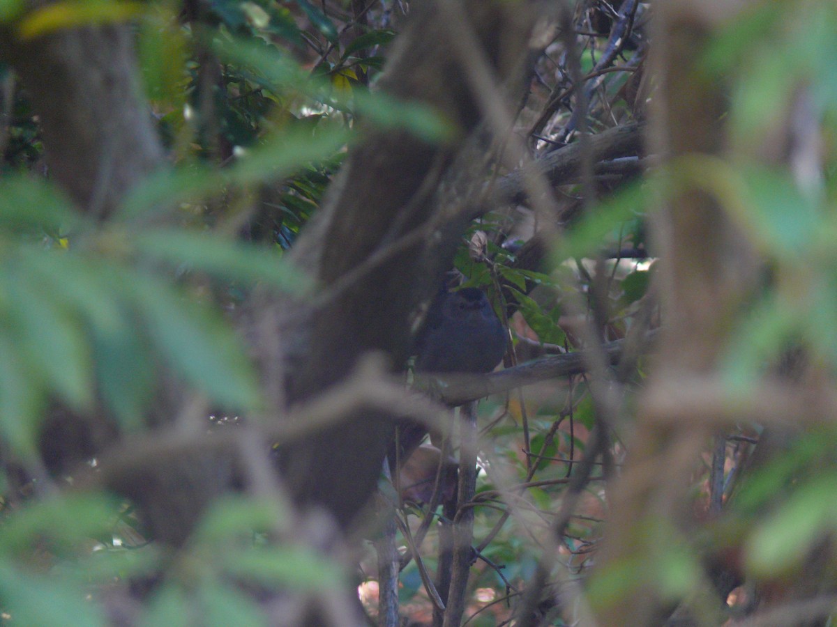 Gray Catbird - ML644482387