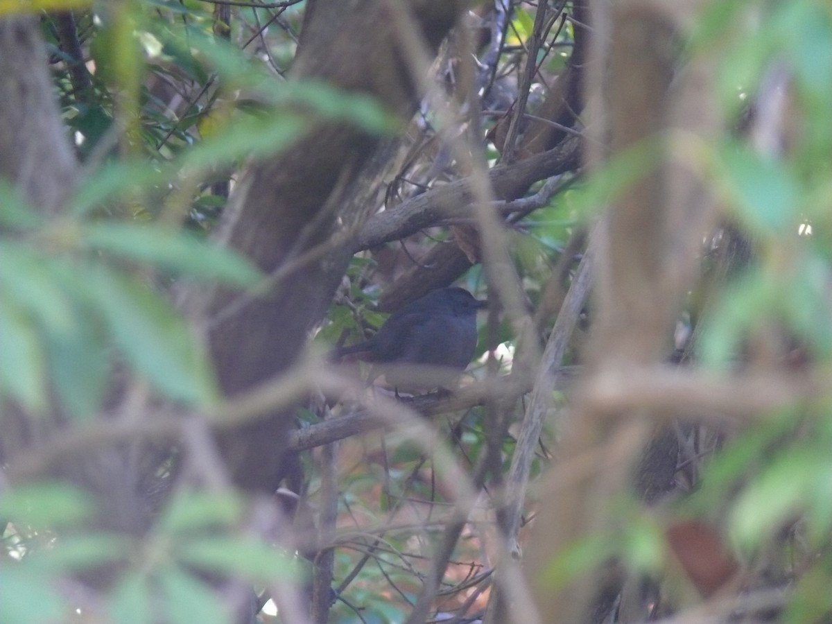 Gray Catbird - ML644482389