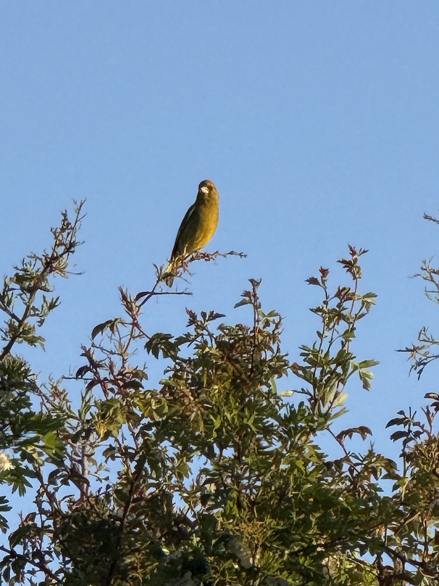 Verderón Común - ML644482390