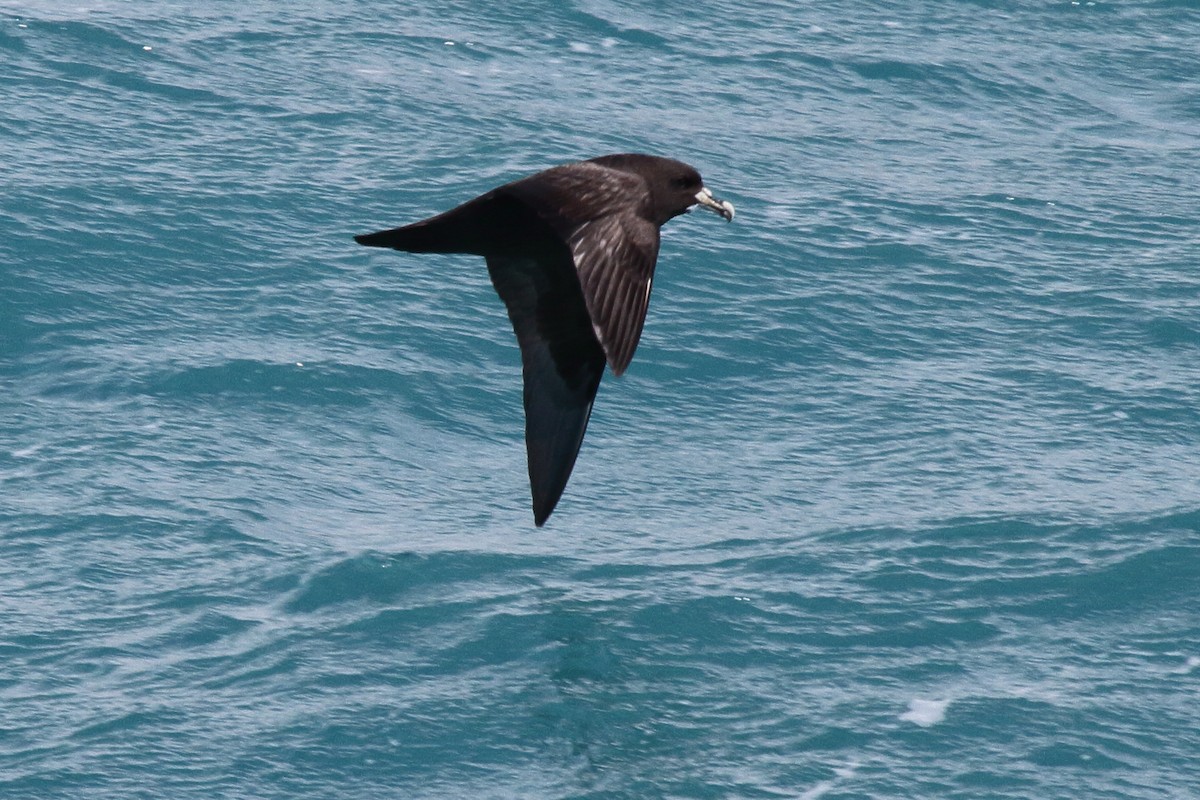 White-chinned Petrel - ML644482396