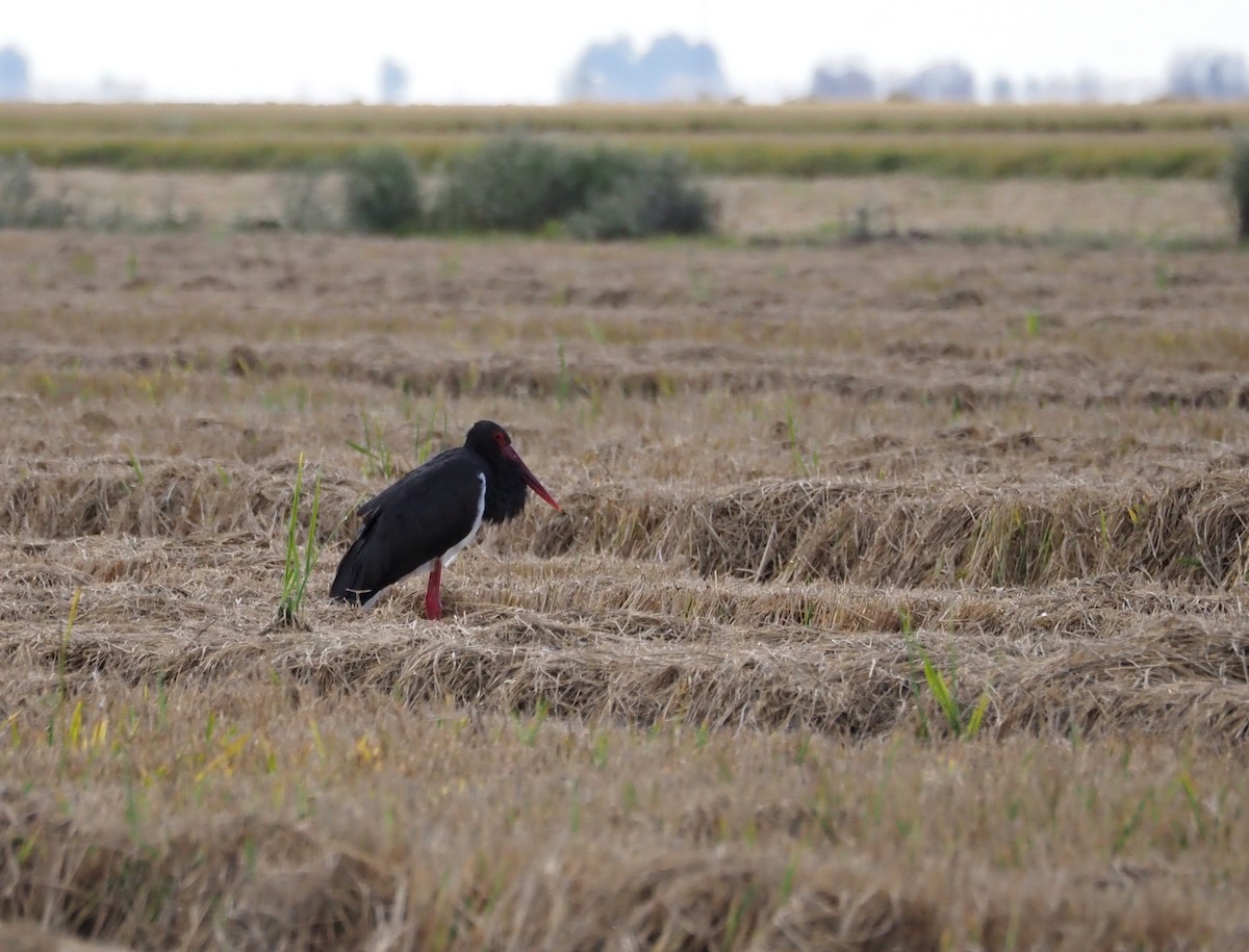 Black Stork - ML644482400