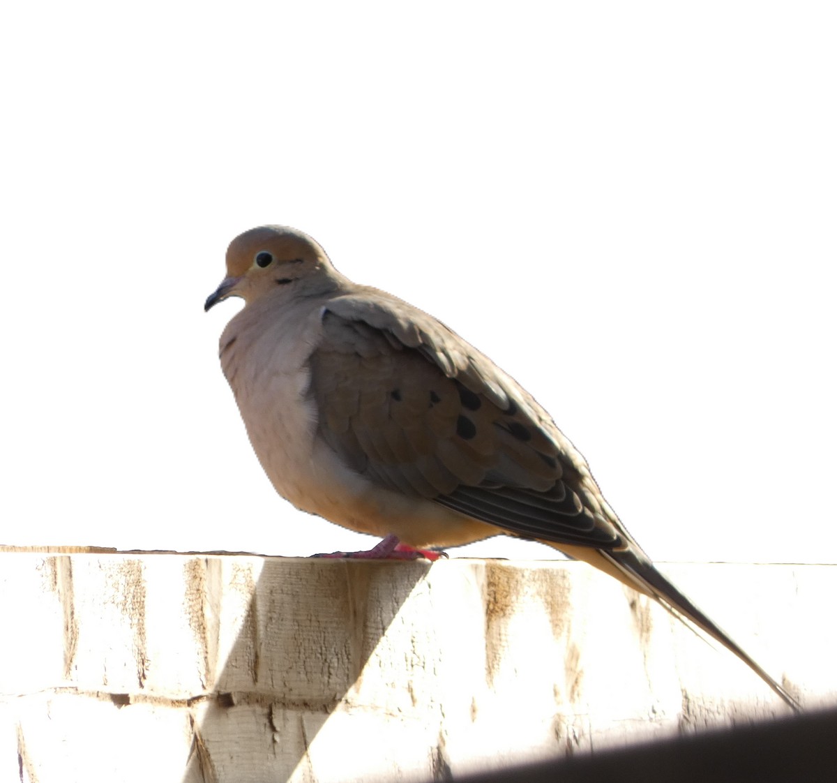 hrdlička karolínská - ML644482415