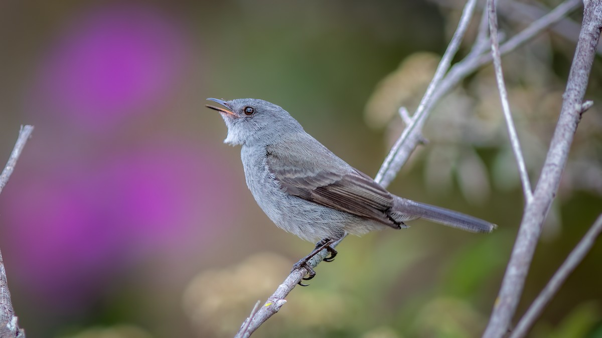 Sooty Tyrannulet - ML644482428