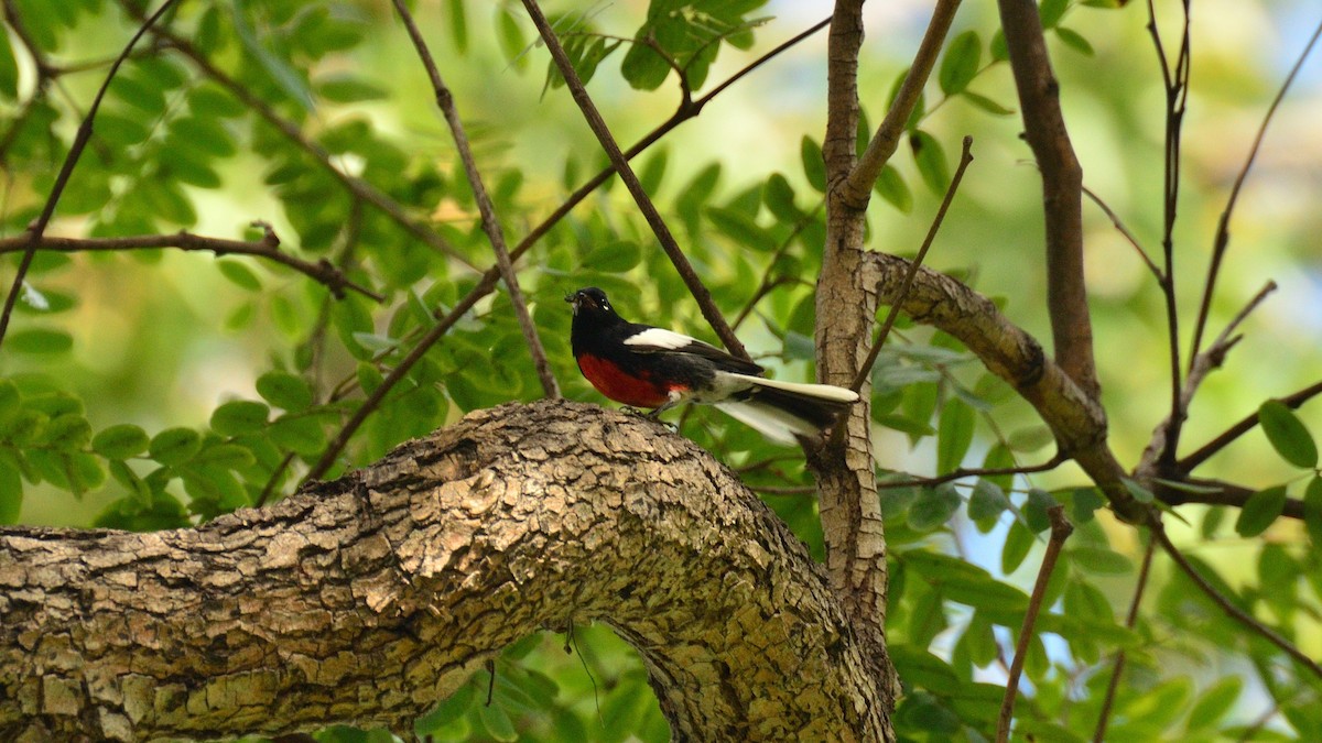 Painted Redstart - ML644482432