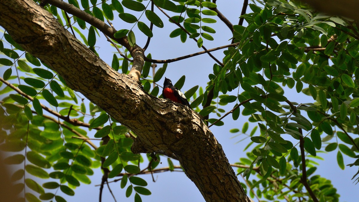 Painted Redstart - ML644482433