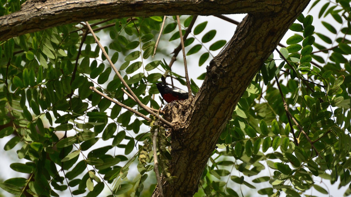 Painted Redstart - ML644482434