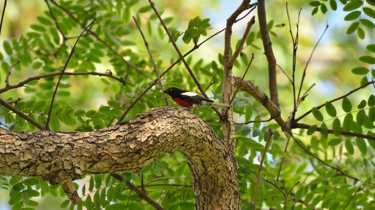 Painted Redstart - ML644482435