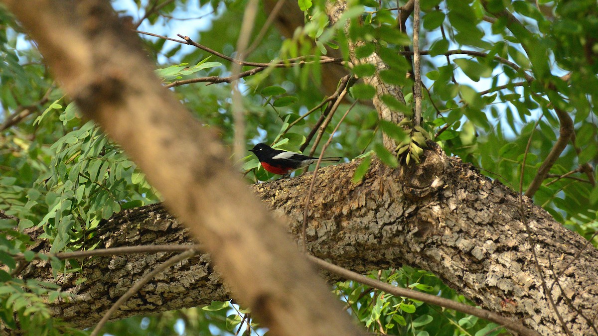 Painted Redstart - ML644482437
