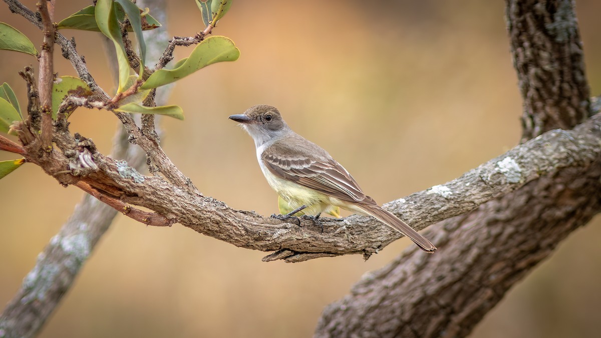 Swainson's Flycatcher - ML644482465