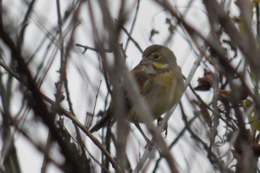 Лускун - ML644482477