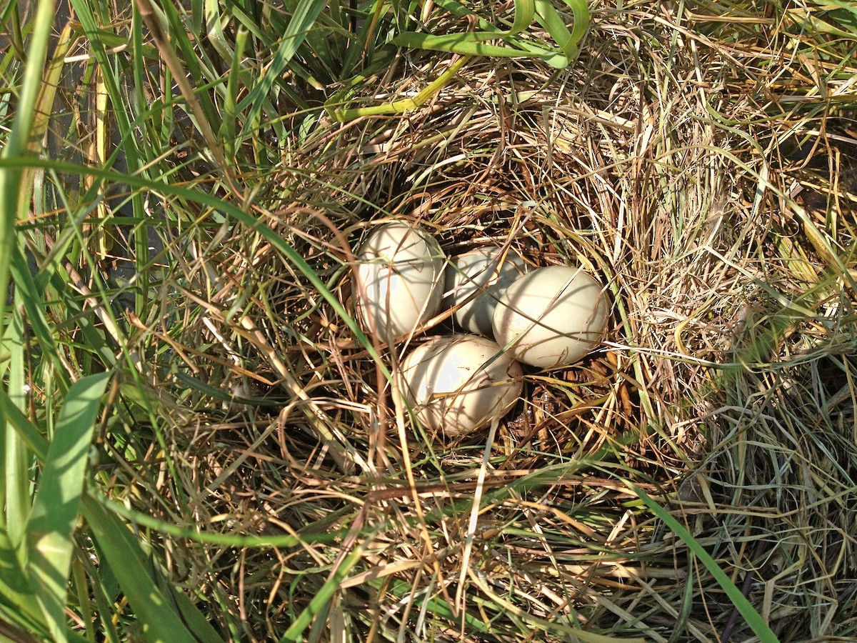 Gadwall - ML644482483