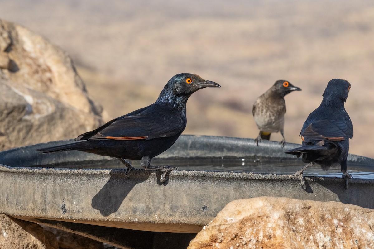 blekvingestær - ML644482508