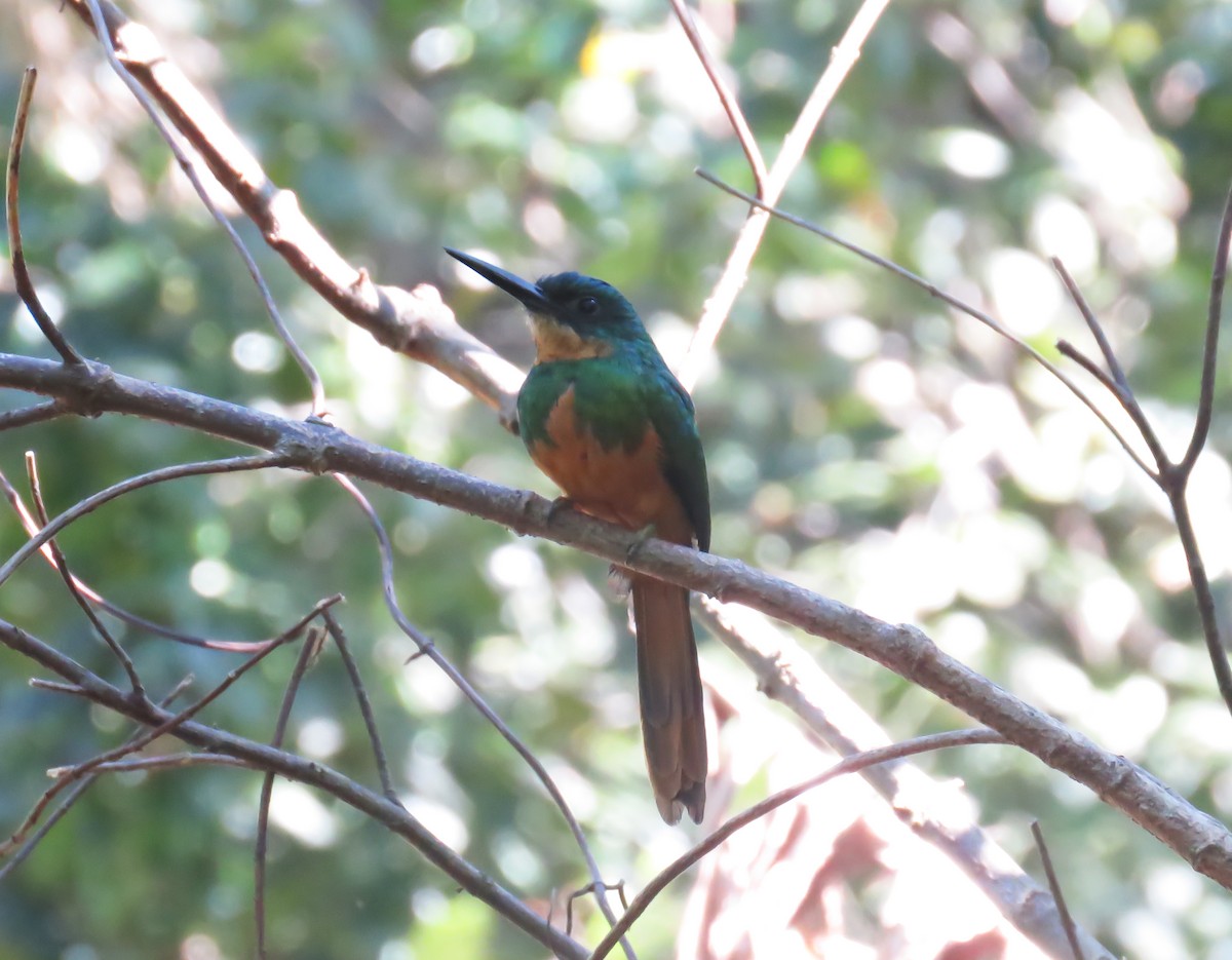 Jacamar à queue rousse - ML64448251