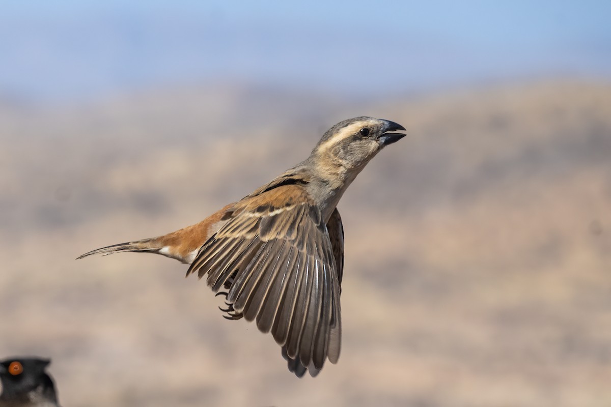 Great Rufous Sparrow - ML644482518