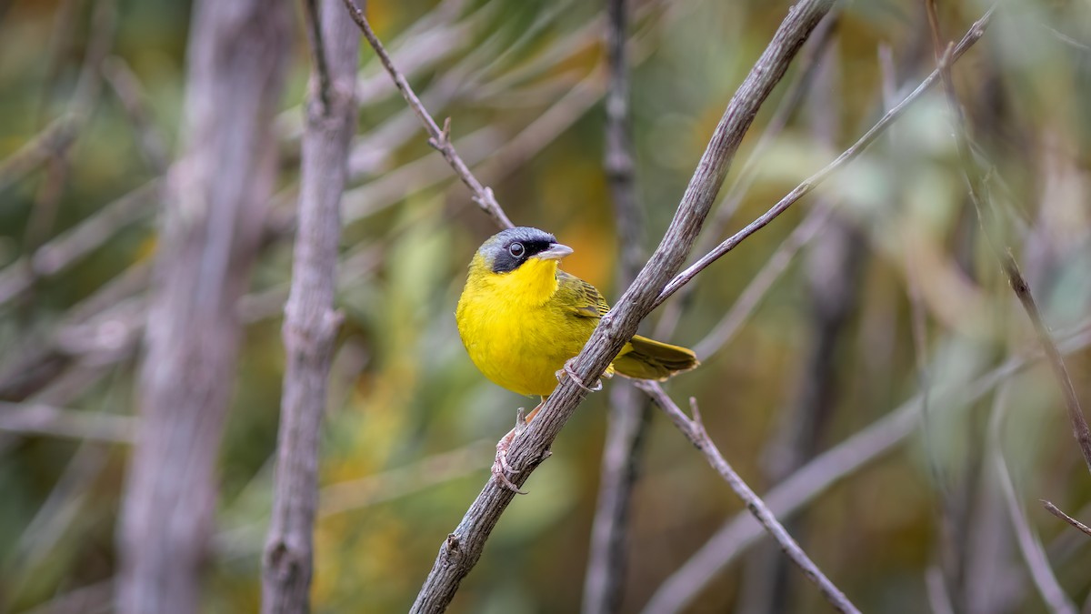 Paruline voilée - ML644482529