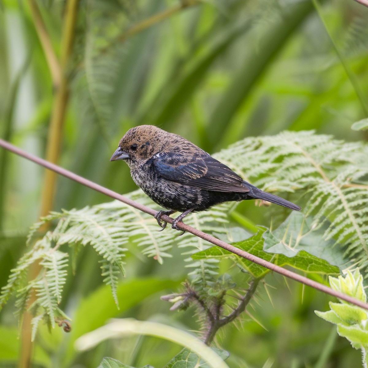 Blue-black Grassquit - ML644482535