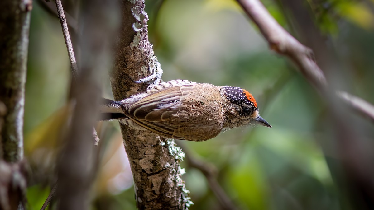 Carpinterito Variable - ML644482537