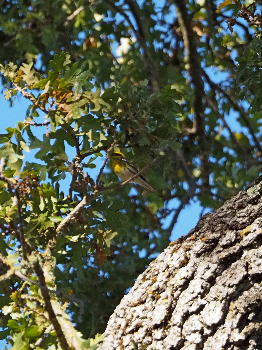 granparula - ML644482539