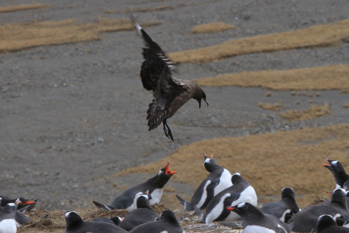 Brown Skua (Subantarctic) - ML644482544
