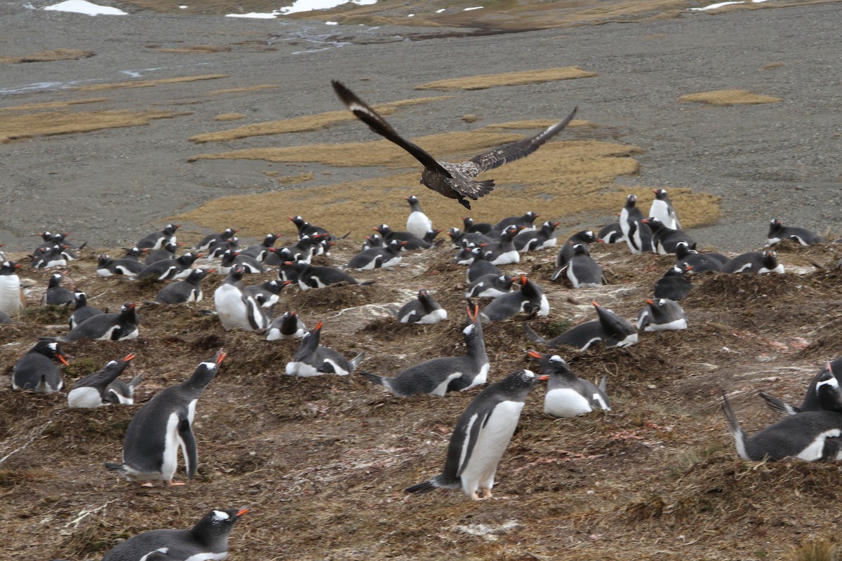 Brown Skua (Subantarctic) - ML644482545