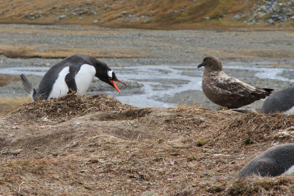 Brown Skua (Subantarctic) - ML644482546