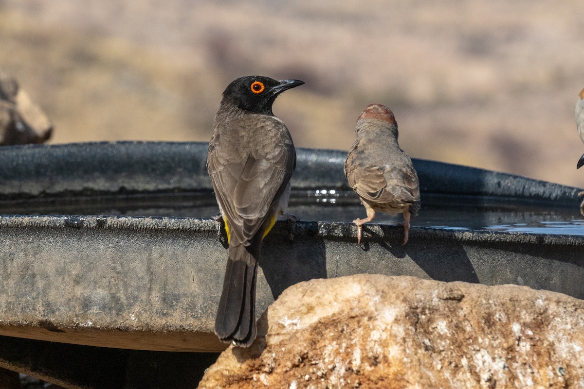 Bulbul brunoir - ML644482555