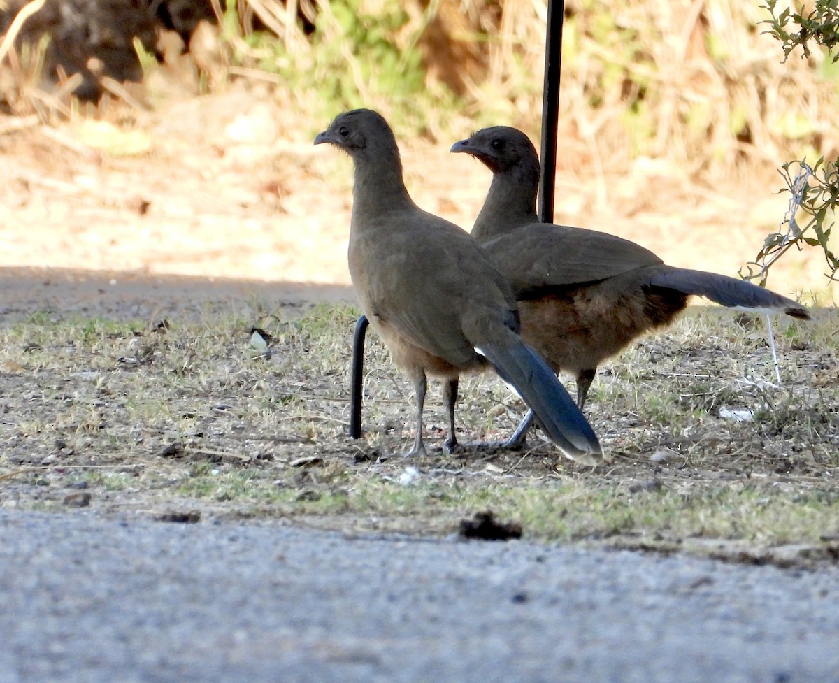 čačalaka obecná - ML644482560