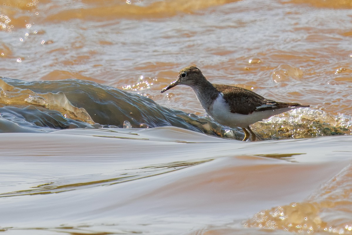 Хайргын хөгчүү - ML644482562