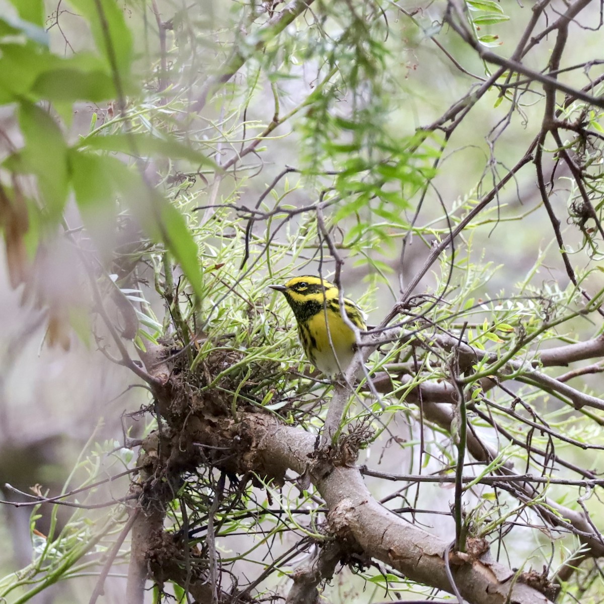 granparula - ML644482574