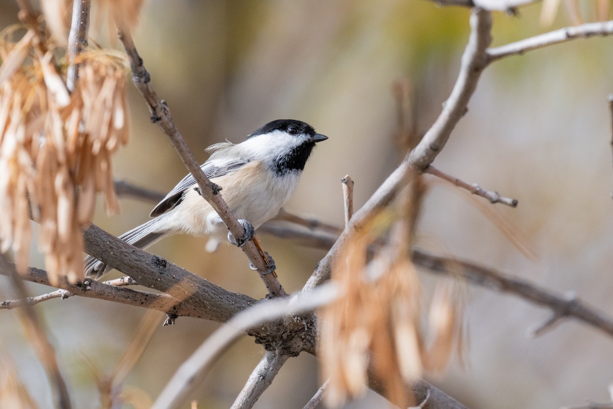 Amerika Baştankarası - ML644482593