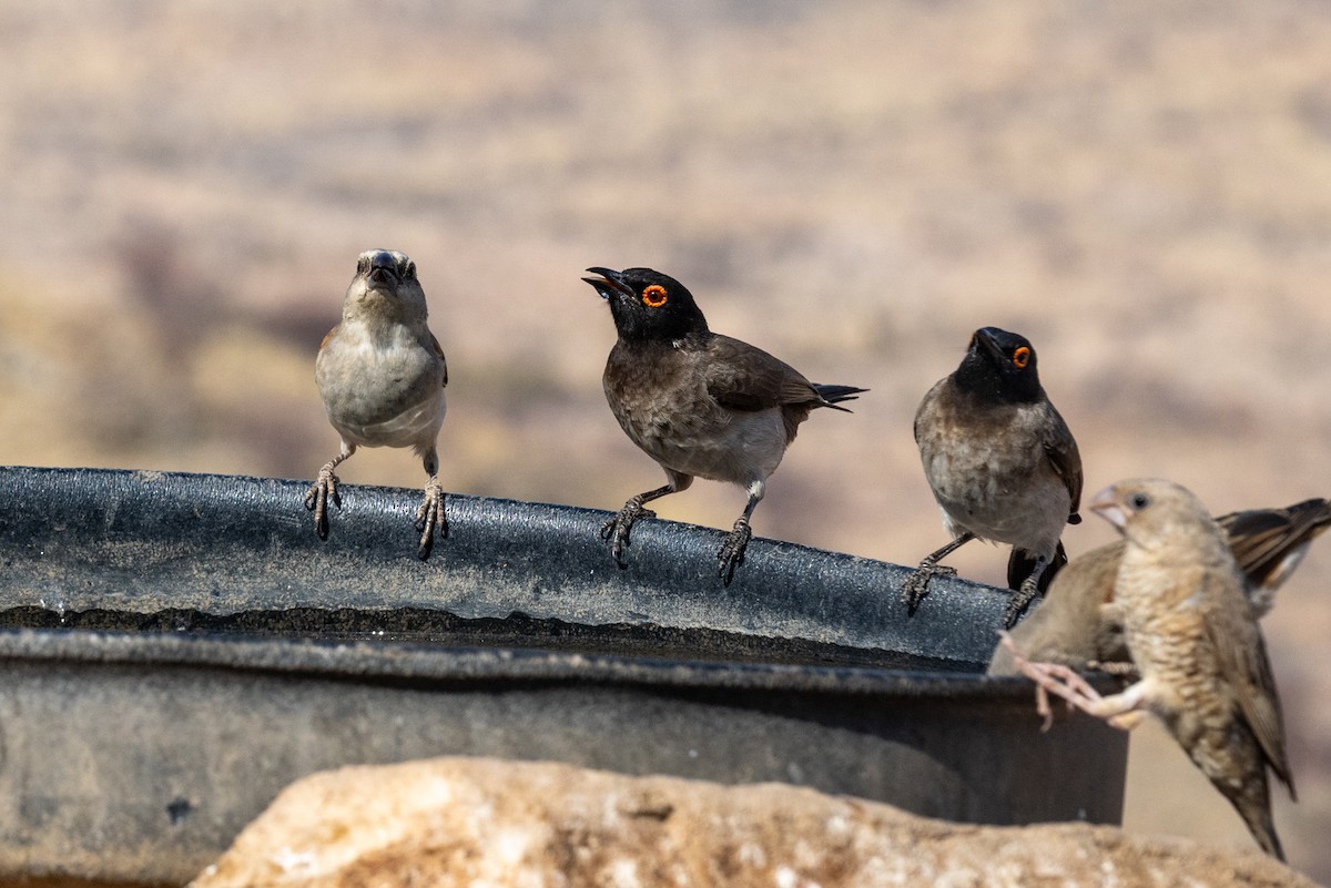 Bulbul brunoir - ML644482596